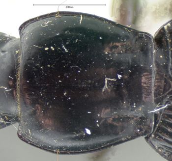 Media type: image;   Entomology 5612 Aspect: pronotum dorsal